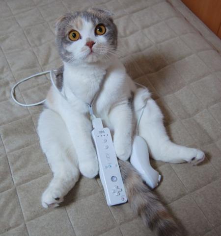 chat joueur
